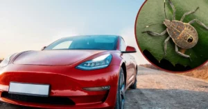 Biohazard alert: Stink bugs stall Tesla shipment to Australia
