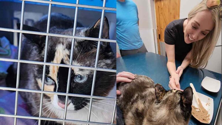 Purr-fect delivery: Cat takes surprise trip in Amazon box